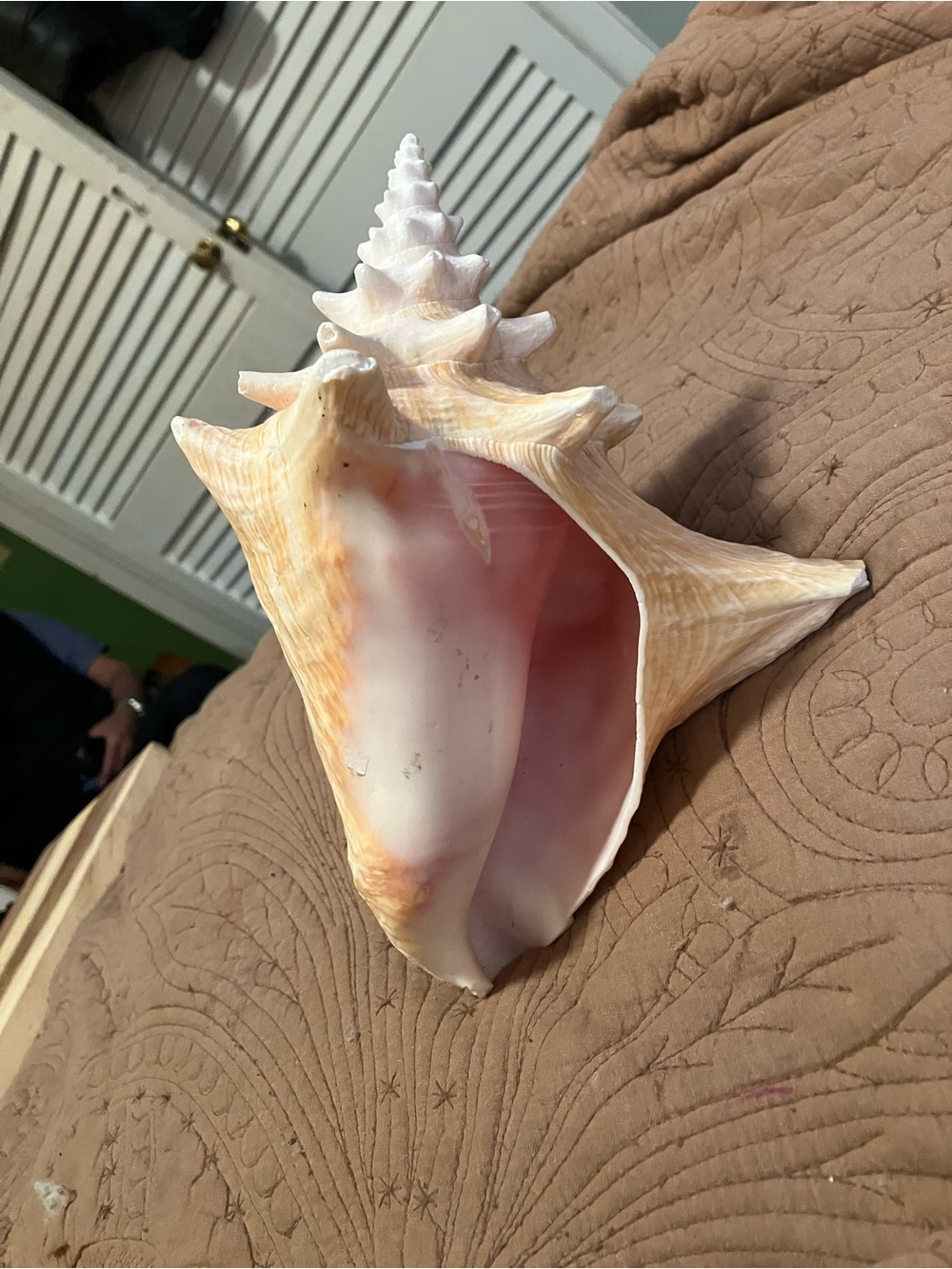 Large Queen Conch Shell - Picture 8 of 8